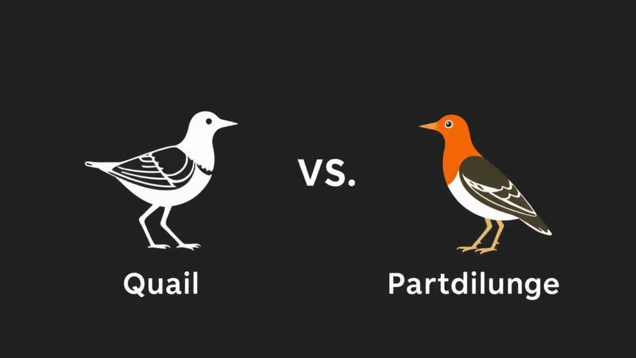 Quail Vs Partridge Size