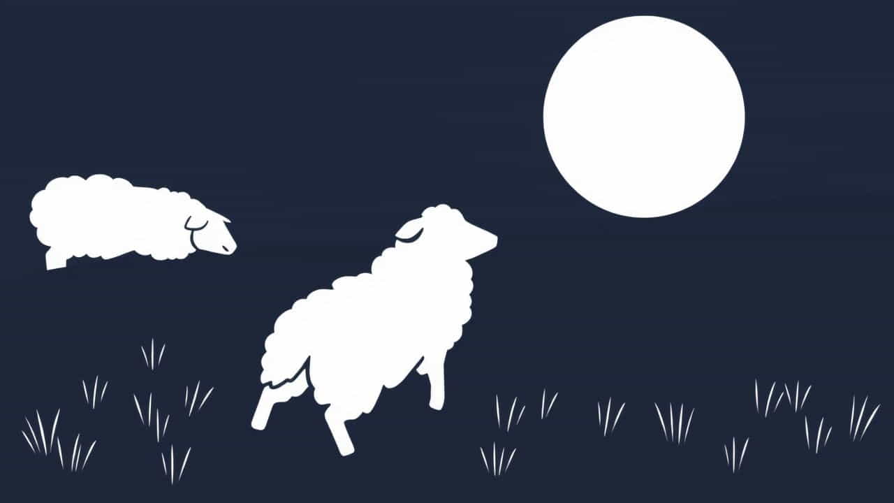 Video Of Sheepdog Herding Sheep