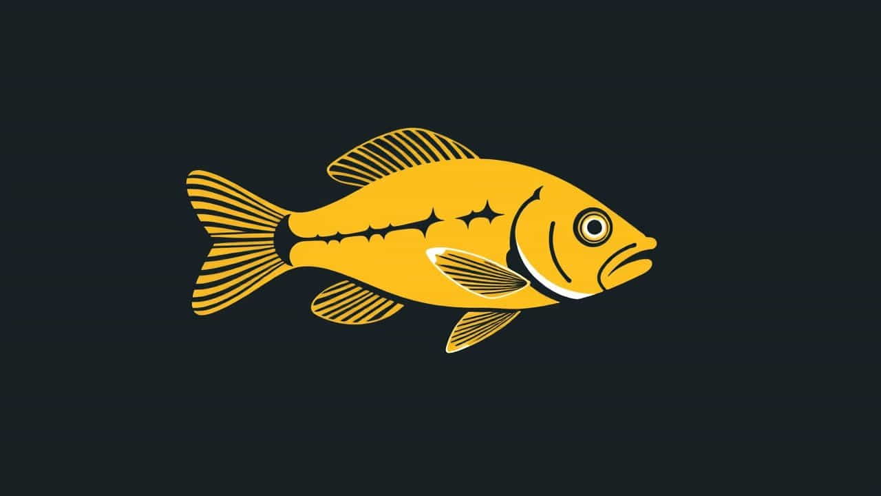 Yellow Lab Cichlid Mouth Brooding