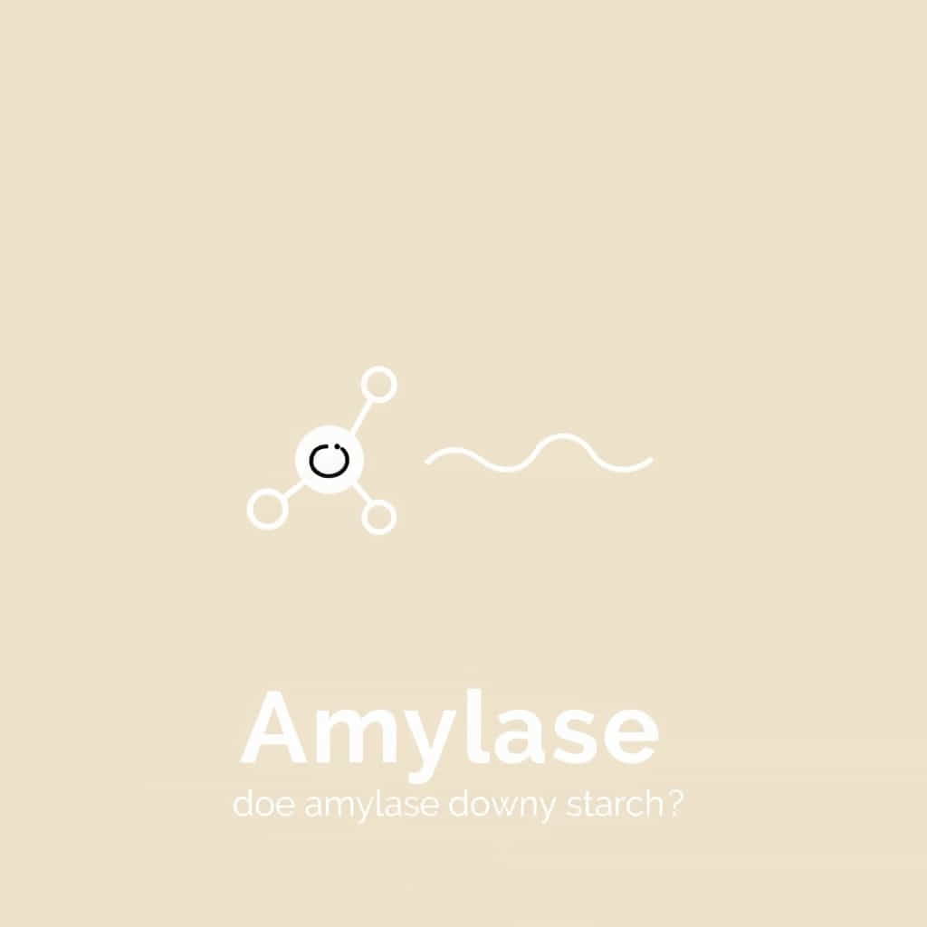 Does Amylase Break Down Starch
