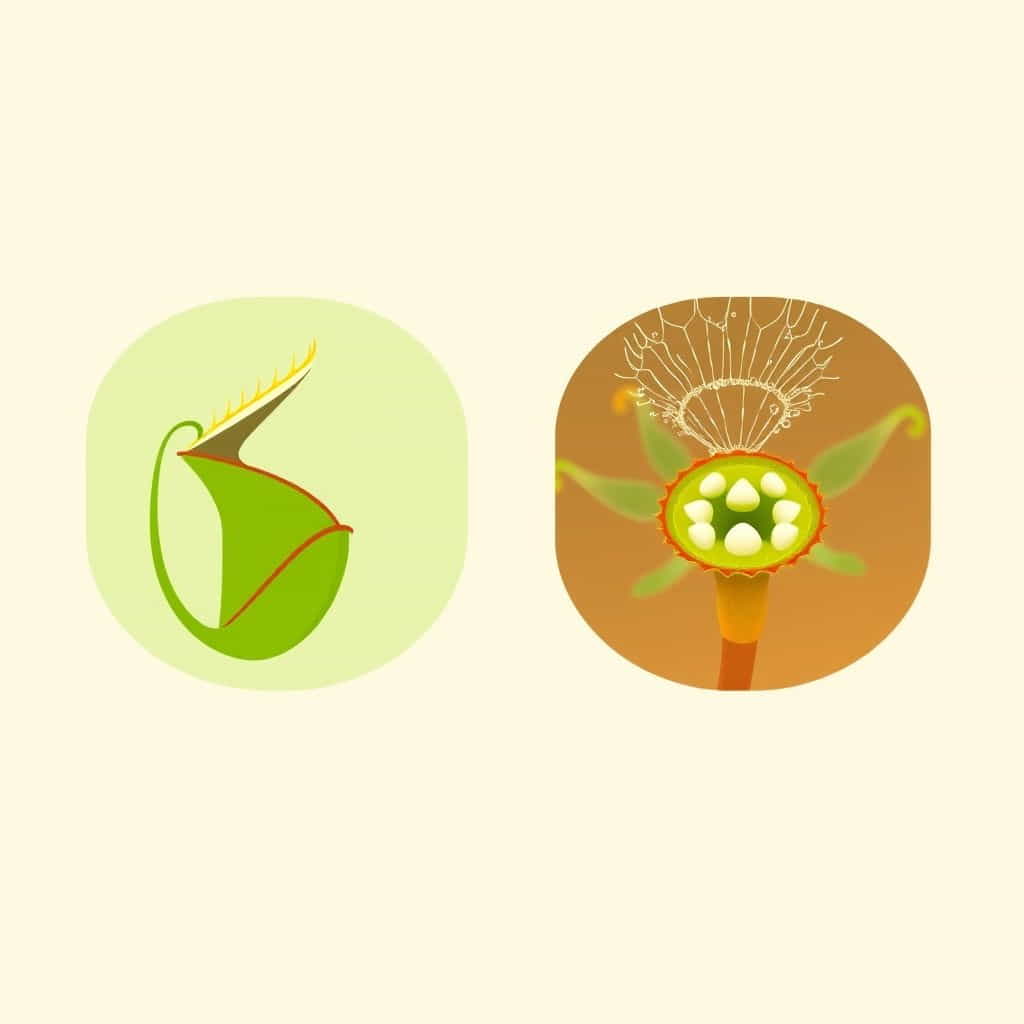 Give Two Examples Of Insectivorous Plants