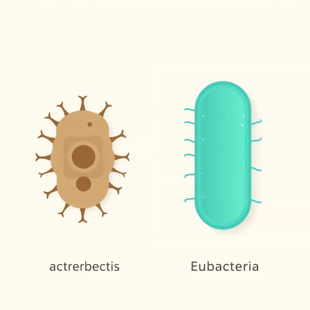 How Archaebacteria Differ From Eubacteria
