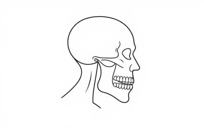 Levator Scapulae And Jaw