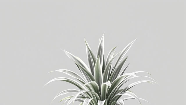 Variegated Liriope Silvery Sunproof